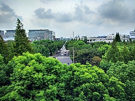 樹林,天空,綠色