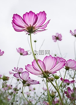 宇宙,植物,鮮花