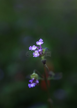 花,自然,戶外