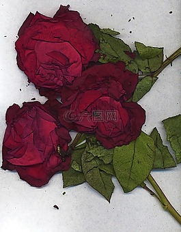 玫瑰,紅色,鮮花