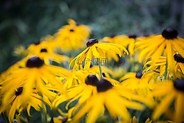 松果菊,黃色 coneflower,開花