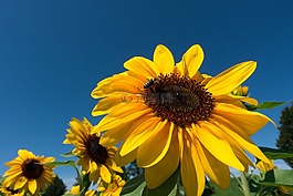 太陽花,向日葵,花