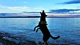 狗,樂趣,人類的朋友