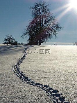 雪,痕跡,冬天