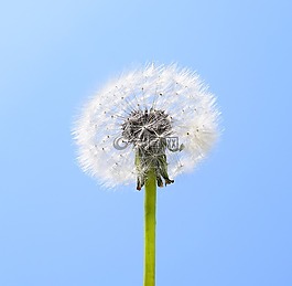 蒲公英,種子,廠