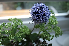 花,開(kāi)花,觀賞蔥