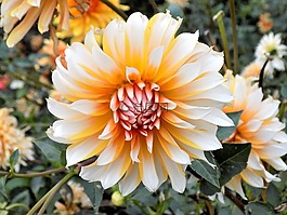 植物,花卉,性質(zhì)