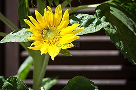 太陽(yáng)花,黃色,開(kāi)花