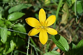 側(cè),花,黃色