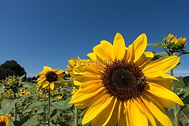 太陽花,向日葵,花