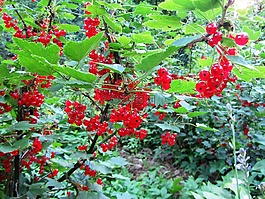 黑醋栗,莓果,水果