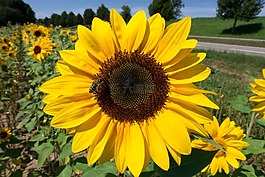 太陽花,向日葵,花