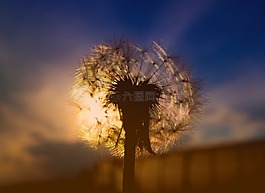 蒲公英,日落,天空