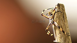 性質(zhì),昆蟲(chóng),蜘蛛
