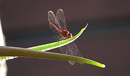 昆虫,性质,anisoptera