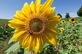太陽花,向日葵,花