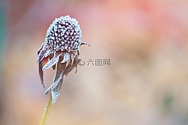 開花,花,廠