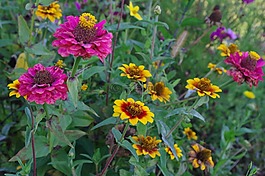 scabiosen,鮮花,豐富多彩