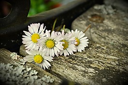 雛菊,銀行,風化