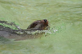 海獅,游泳,動物