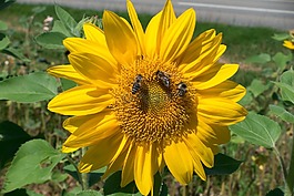 太陽(yáng)花,向日葵,花