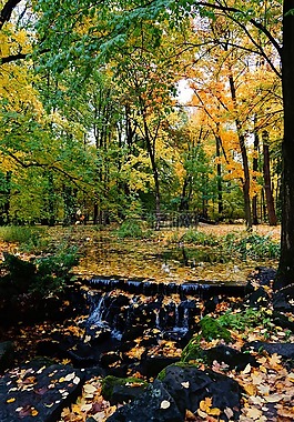 秋,公園,葉子