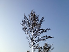 樹,風,分支機構