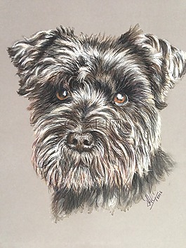 狗,schnauzer,動物