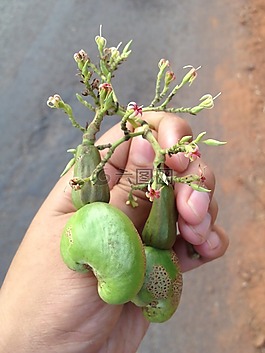 腰果,水果,宝宝水果