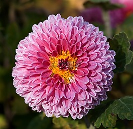 花,盛開,開花