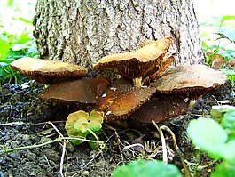 蘑菇,布朗,蘑菇組