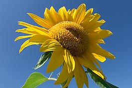 太陽(yáng)花,向日葵,花
