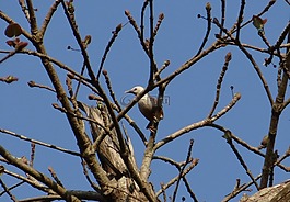 馬拉巴爾椋鳥,sturnia blythii,布萊思的八哥