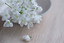 花,鮮花,白