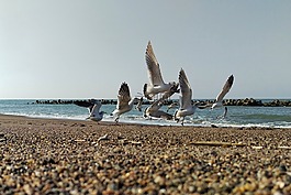 海,海灘,海鷗