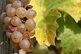 酒,藤,葡萄