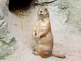 旱獺,嚙齒動物,新月形面包