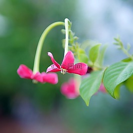 自然,植物區(qū)系,花