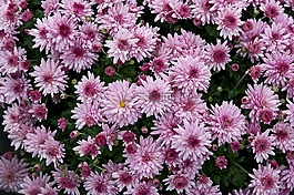 鮮花,菊花,媽媽