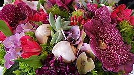 夏天的花環(huán),蘭花,異國情調(diào)