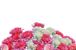 丁香,鮮花,開花