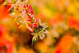 性質(zhì),葉子,光明