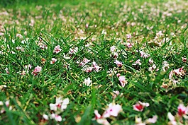 草,草地,鮮花