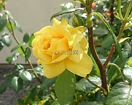 花,玫瑰,花的