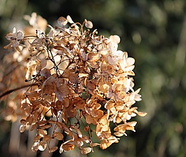 自然,植物區(qū)系,花