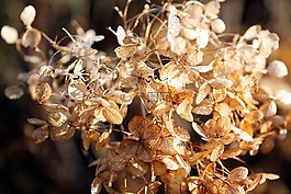 自然,特寫(xiě),植物區(qū)系