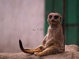 貓鼬,動物,休息