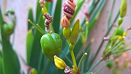 natureza,perfeita,琳達