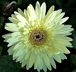 非洲雛菊,白,花