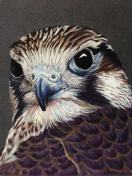 獵鷹,鳥,動物